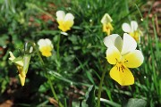 Spettacolo di fiori ai prati della Pigolotta di Valtorta-12apr24  - FOTOGALLERY